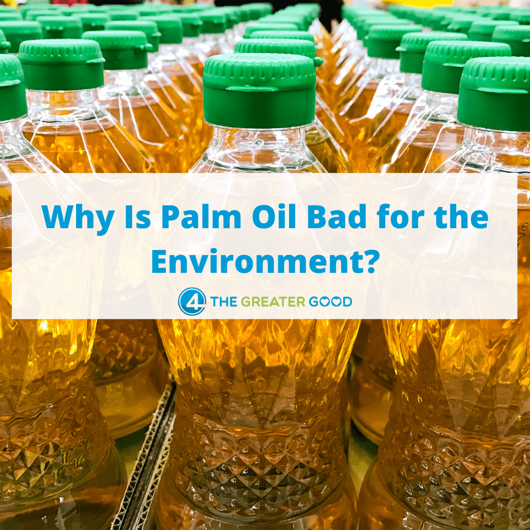 Why is Palm Oil Bad for Environment