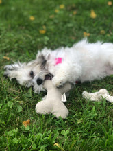 Load image into Gallery viewer, Ecofriendly Dog Toys - Dog Bone
